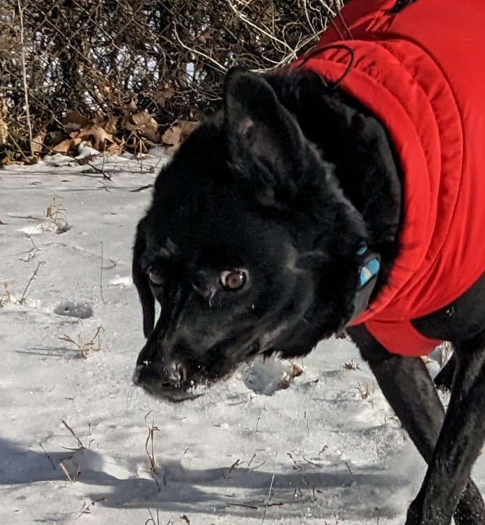 moment of gratitude for my phone's amazing camera capabilities that got this shot of my dog mid body shake