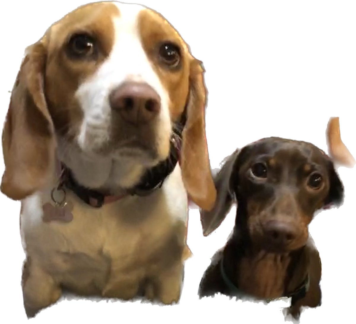 DawgsView's tweet photo. My cousin and me 
Woof https://t.co/HgeusQPlDQ