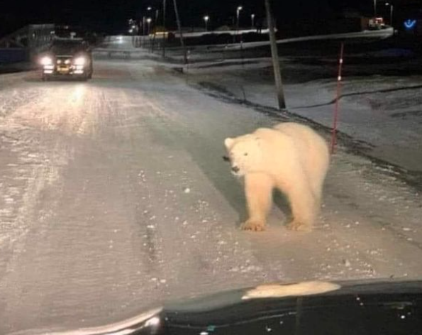 torke_david's tweet photo. Spotted while on a beer run in East Aurora NY. #buffaloblizzard #PolarBear #bombcyclone https://t.co/NAJef6JFWv