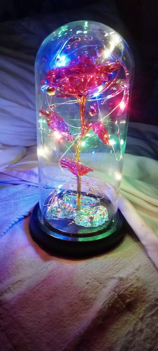 SoftKittensILuv's tweet photo. My boyfriend got me this Enchanted Rose. ๐คฉ๐น
#EnchantedRose #TrueLoveIsForever https://t.co/SGWreiT2Lm