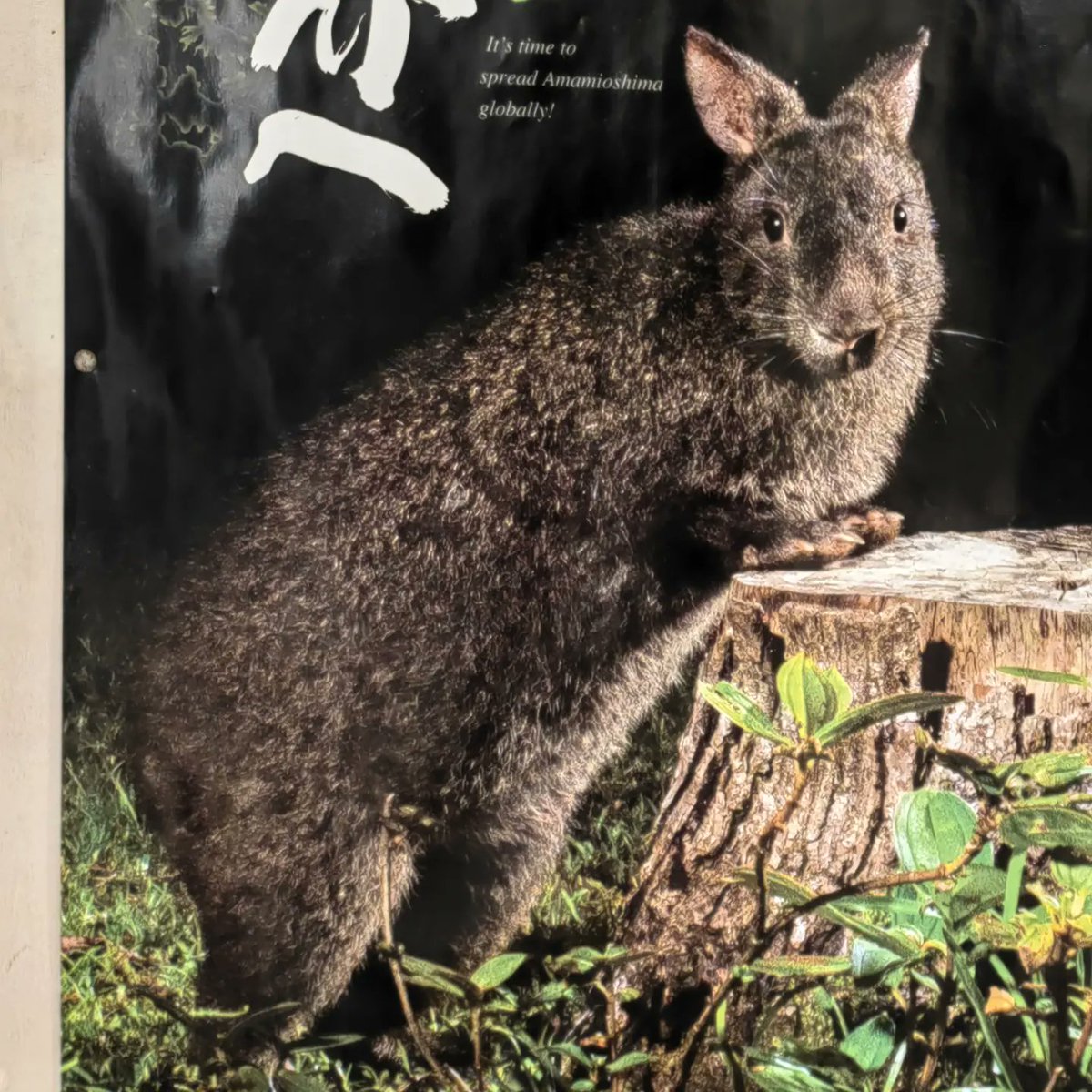 kenlynx's tweet photo. Amamino kurousagi🐇🥰(Amami Black rabbit),Japanese first animal of Natural monument.Amami Oshima.Kagoshima.Japan.
1921年、動物として日本初の天然記念物指定されたアマミノクロウサギ🐰😍
子供達のいる穴を掘ったり埋めたりする習性があります。
#amamirabbit #amaminokurousagi https://t.co/4mseBBLbe4