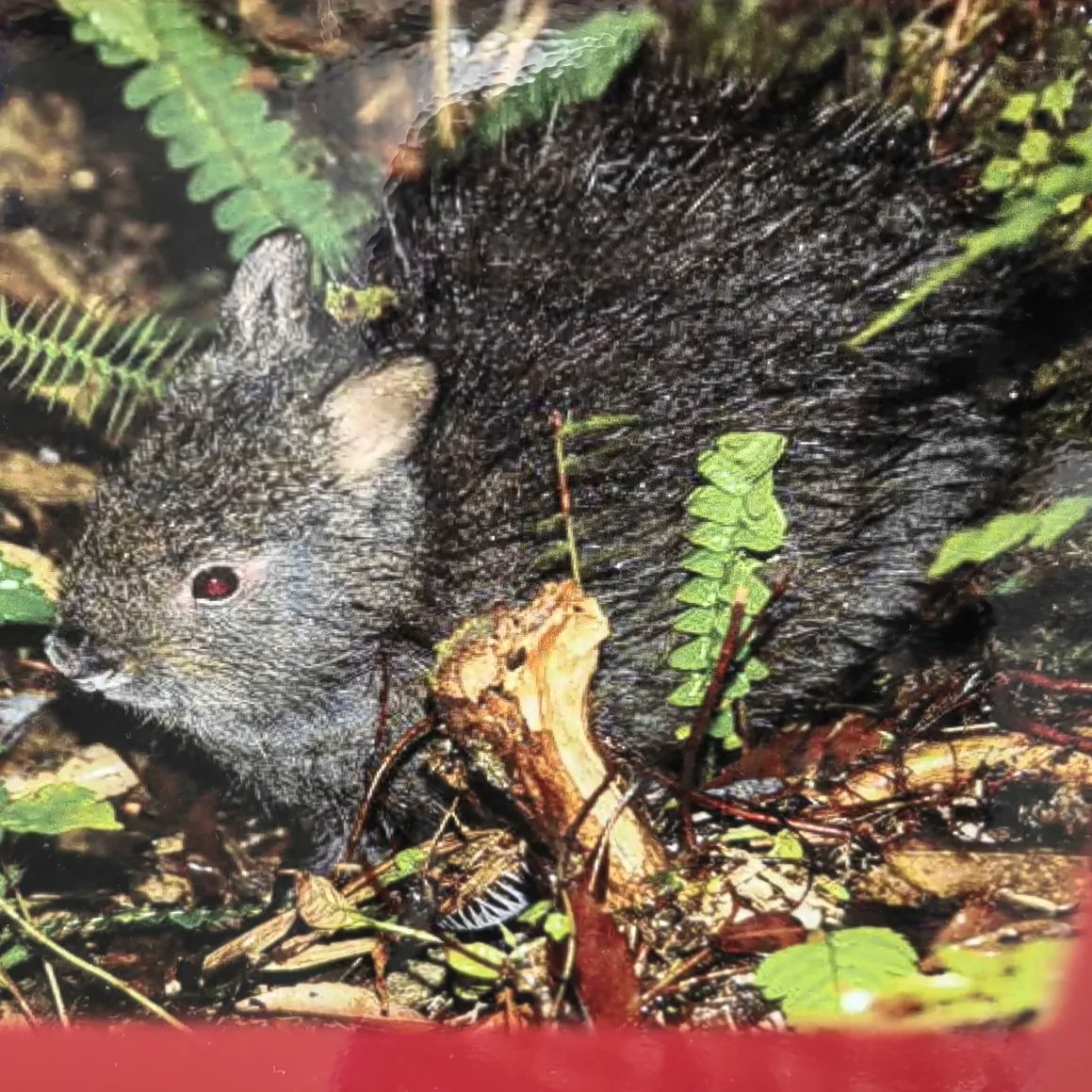 kenlynx's tweet photo. Amamino kurousagi🐇🥰(Amami Black rabbit),Japanese first animal of Natural monument.Amami Oshima.Kagoshima.Japan.
1921年、動物として日本初の天然記念物指定されたアマミノクロウサギ🐰😍
子供達のいる穴を掘ったり埋めたりする習性があります。
#amamirabbit #amaminokurousagi https://t.co/4mseBBLbe4