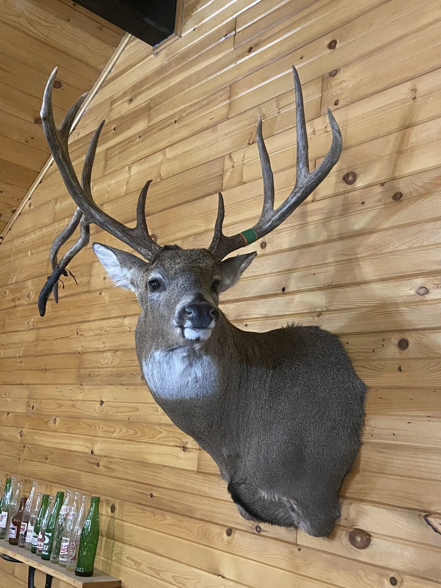 Update. Got him back from CMC Taxidermy and hung on the wall. Thanks Clark for a amazing job!!