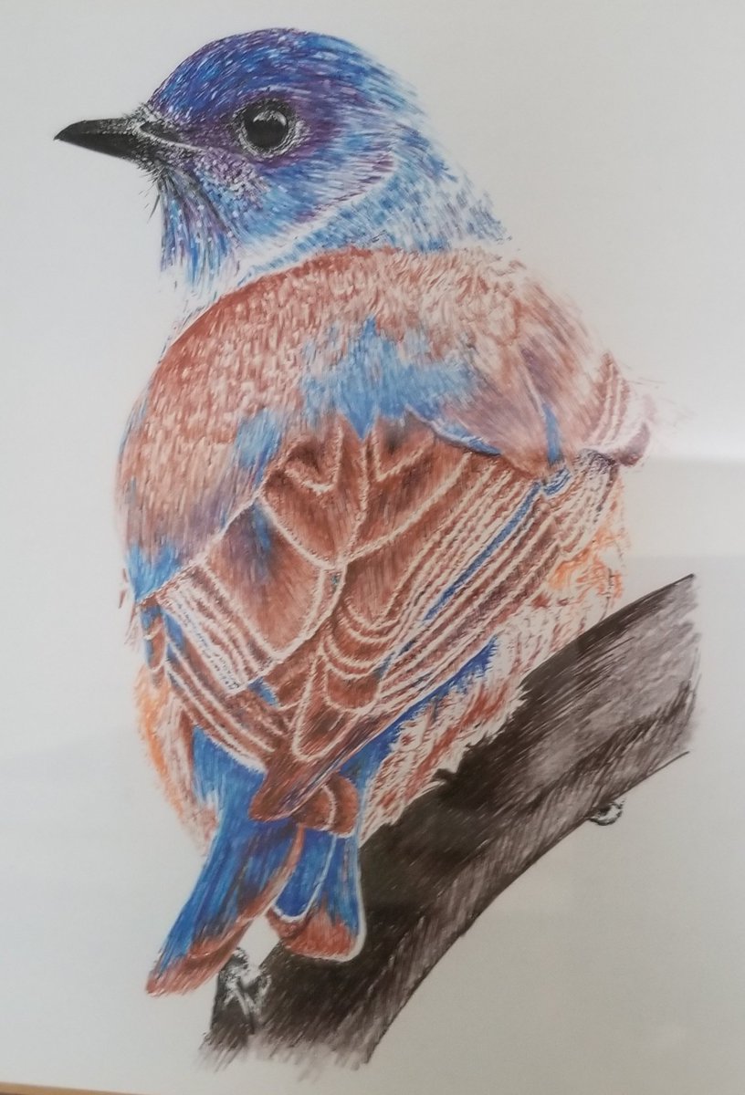 [After a lapse of 25 years, I started drawing again] This bluebird is from '21 using Micron black & brown pens with colored pencil embellishments. #birds #birdart #wildlife #wildlifeart #drawing #inkart #penandink #penandinkdrawing #art