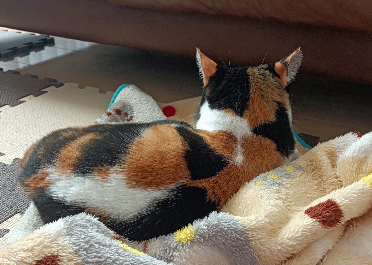 lalachandaisuki's tweet photo. 日が当たって気持ちいいね☀
名前読んだら振り返ってくれた

#ねこ　#猫　#三毛猫
#猫のいる暮らし 
#猫のいる生活 
#猫好きさんと繫がりたい 
#猫写真 https://t.co/GrhEU5Uzph
