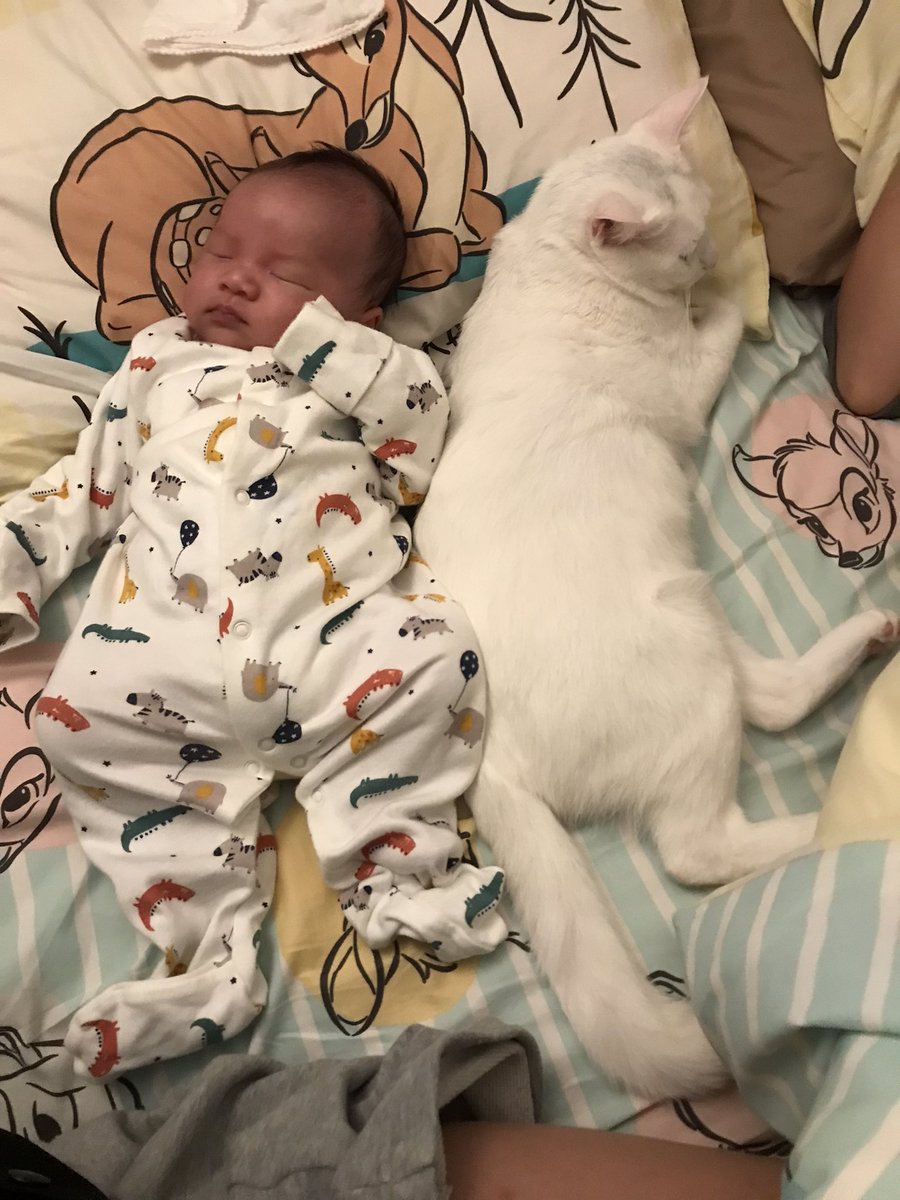 keung0501's tweet photo. Zzzz…have a nice dream
#newborn #cat #DreamMaker #Christmas #ChristmasEveEve https://t.co/GTq9zFyQmi