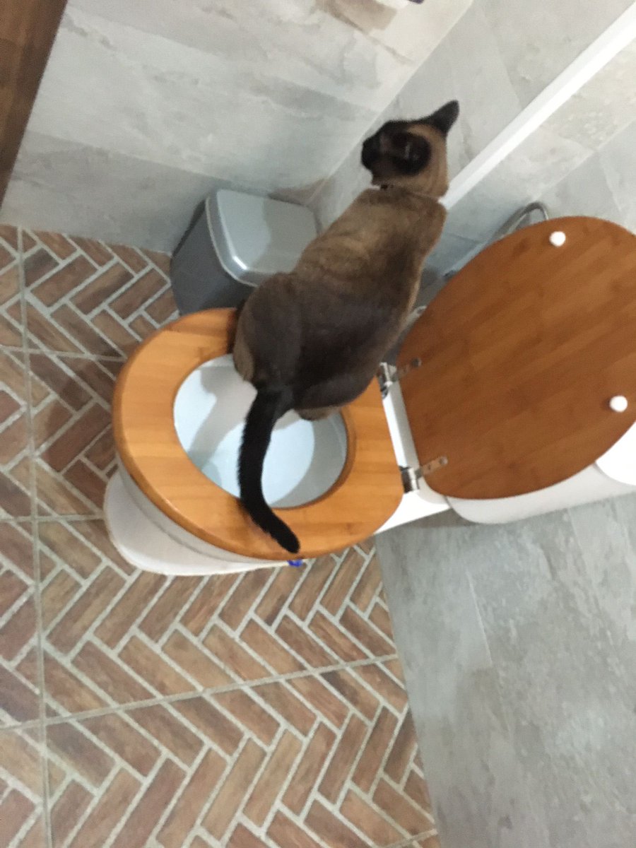 Alguien: y tú gata dónde hace sus necesidades? 
Mi gata: 
Pd: si, yo sigo flipando todavía 🙃