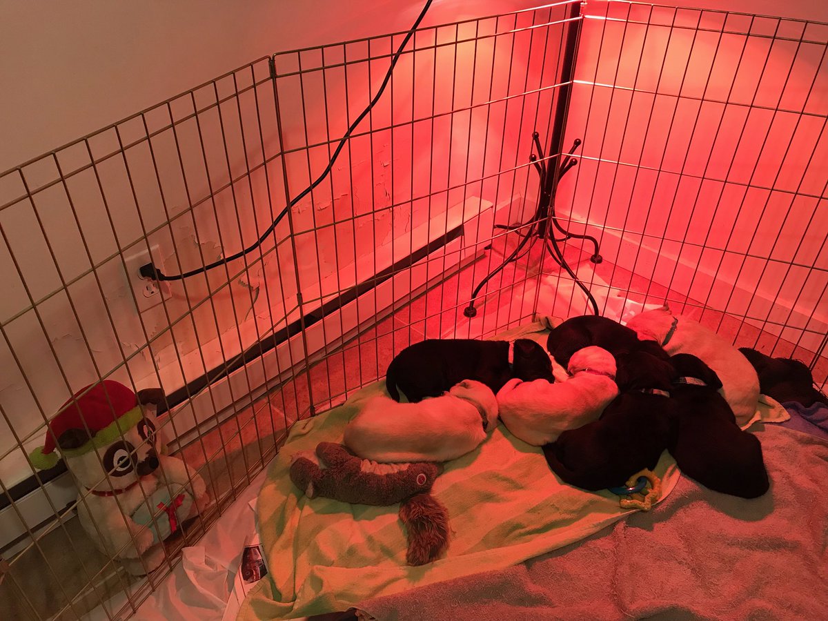 auntytem's tweet photo. @BrodHiggins In #NYS my Mom’s house lost power so they had to move the #GuidingEyes pups to my sister’s house down the road who had power for the pups #heatlamp 🙏 🐶 💡

All good now but too cold… #severeweather #windchilladvisory https://t.co/NXAtBPW1d7