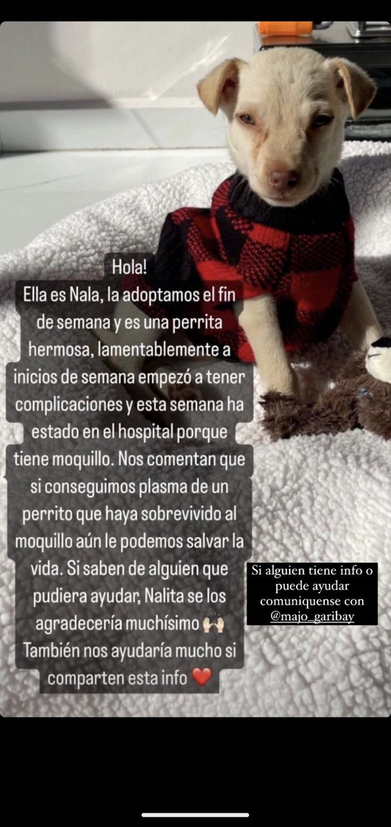 Alina_Gag's tweet photo. Ayuda para Nala 🥺😭🙏🏻 https://t.co/NApY2tzNia