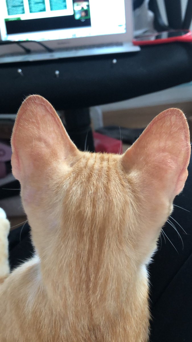 kochengfs's tweet photo. 🐈‍⬛ Pap kepala kucing kalian dari belakang gini dong!! Gemes bgt 😹 https://t.co/XxSf4bsOiR