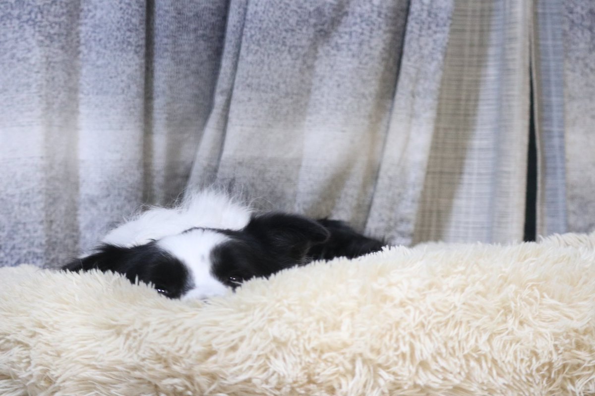 もふもふ気に入ってくれました
もふっ👀