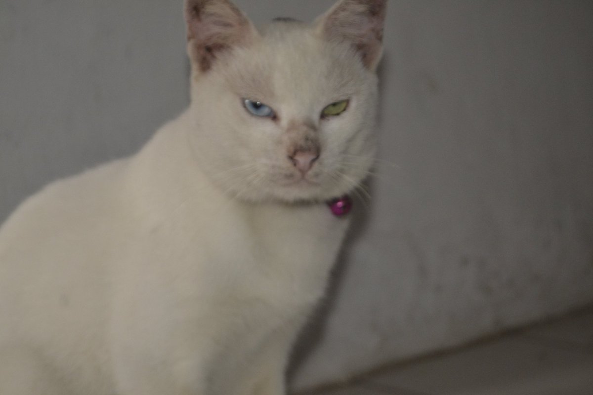 _Kentaro77's tweet photo. Kucing Meong Meong !!!
#CatsOfTwitter
#eyeCat https://t.co/QZPkTIPHpT