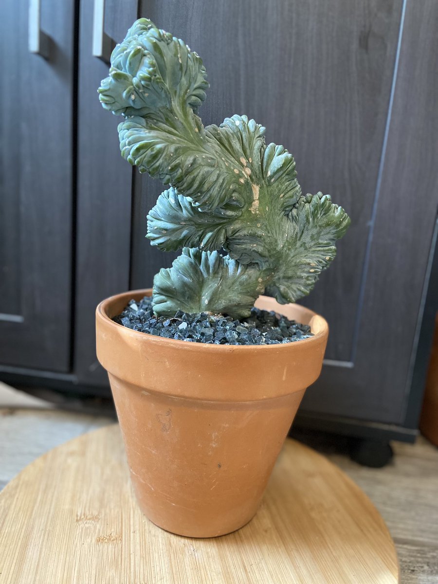 maddybeth20's tweet photo. Myrtillocactus geometrizans mutants in a few of its beautiful forms 💙🌵

The famous blue myrtle cactus 

15% off our Etsy shop through 12/31!

#something2growon https://t.co/sh6UGeH29m