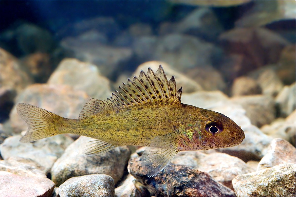 Today's fish is... the Pope? No, not the one in Vatican City, a fish more commonly known as the Eurasian Ruffe (Gymnocephalus cernua)! They're native to Europe, but have been introduced to the Great Lakes, reproducing faster than natives.
📸Tiit Hunt, Jack Perks, Christa Rohrbach