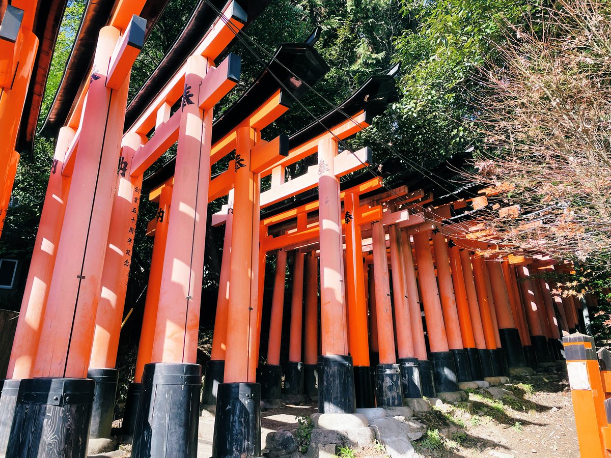 「伏見稲荷のお天気は、パラパラ心地よく雨が一瞬降り、後には晴れ間が広がる狐の嫁入り」|紗久楽さわのイラスト