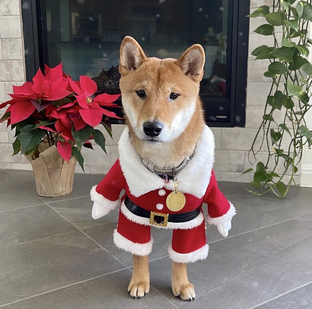 cb_doge's tweet photo. Hey @elonmusk, when doge Christmas pic? 🎄🐶✨ https://t.co/2svKLV05Hb