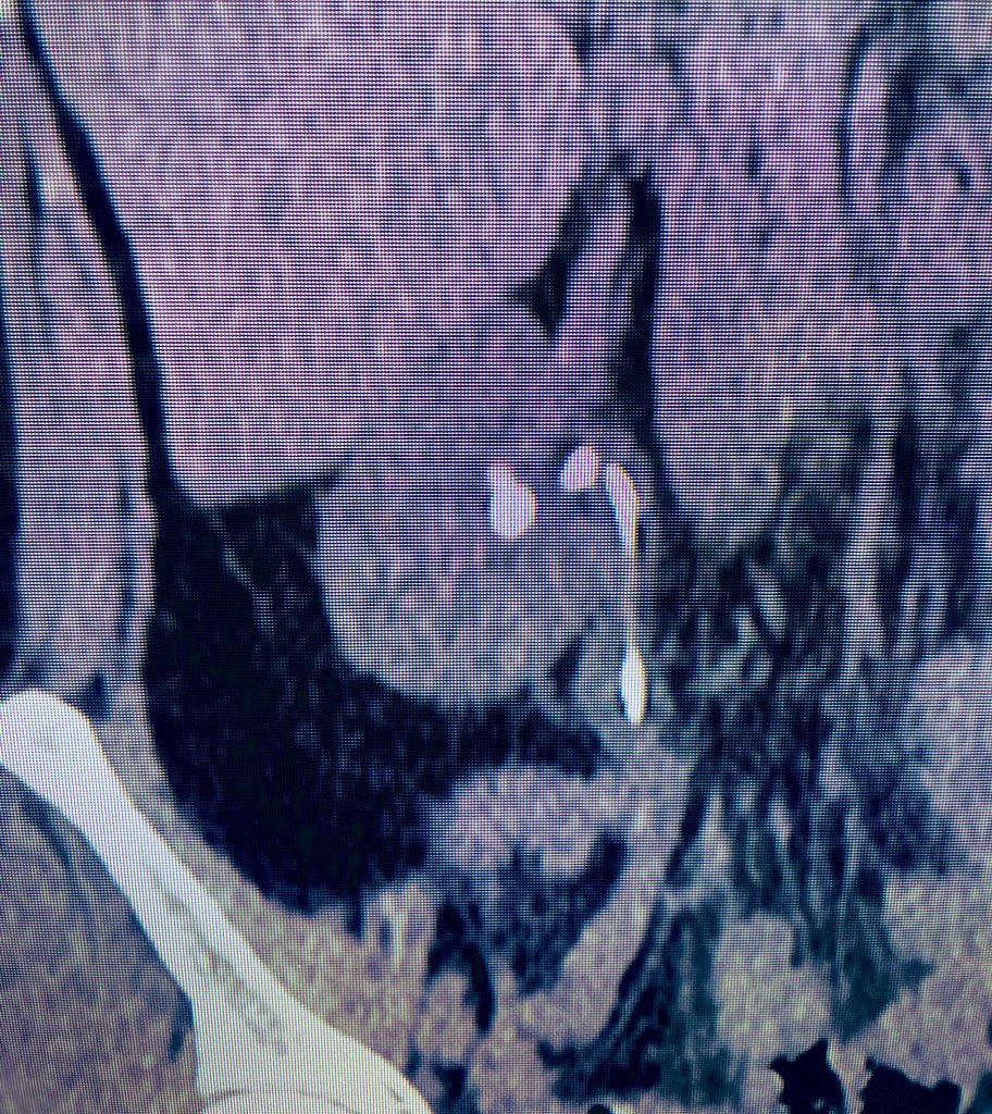 un_tal_urologo's tweet photo. La pesadilla antes de la navidad del urólogo: catéter doble J calcificado para clausurar la semana. 

Un doble J bien usado salva vías urinarias, pero un doble J olvidado puede dañarlas. 😪
@DrCarlos_Aquino @Alejandro_Agc https://t.co/WGRtFQOhfX