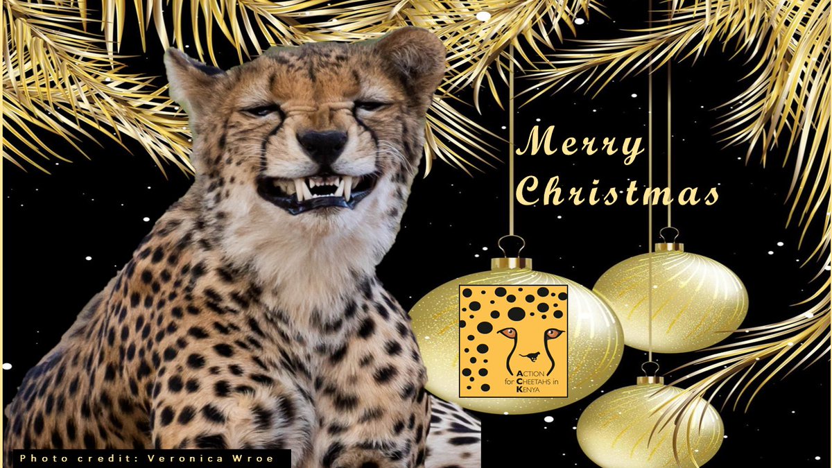 Action for Cheetahs in Kenya tweet media