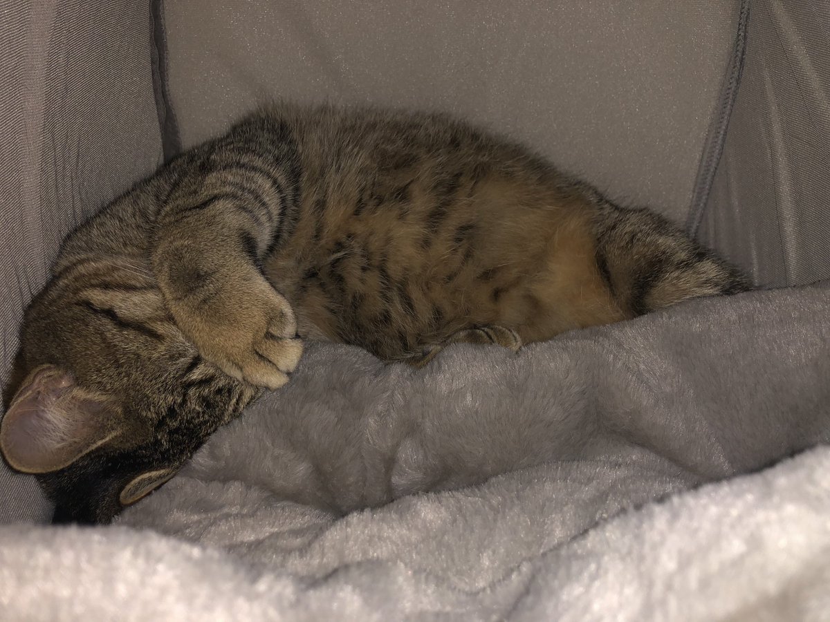 TAICHI313 こんにちは。今月我が家にお迎えした元野良の保護猫ちゃん