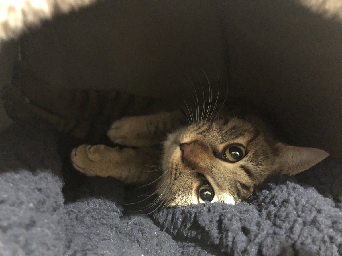 たいきちの保護者 公開講座「国際協力と日本の経験：母子手帳」【学内者向】 | お茶の水