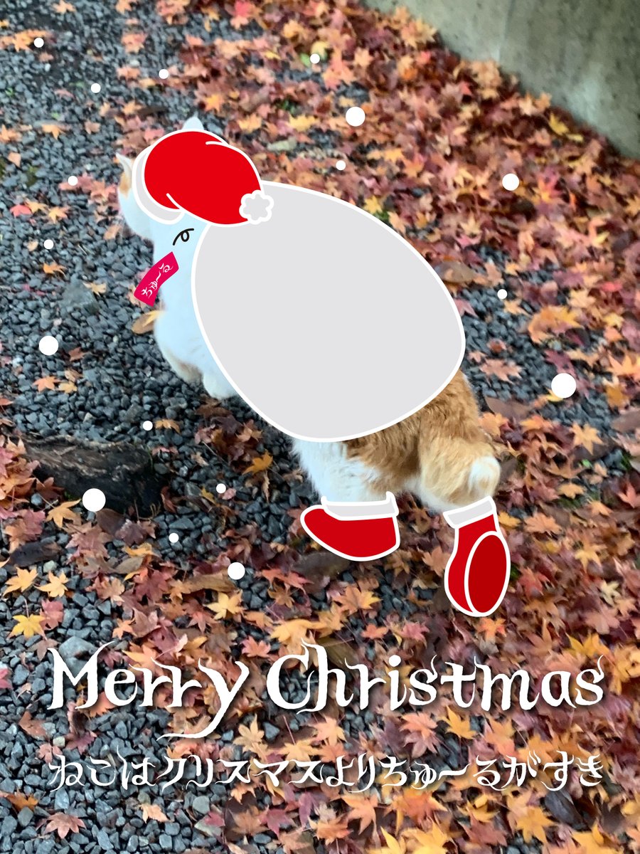 studio_n_2022's tweet photo. みなさまメリークリスマスイブ。
ちゅーる好きな近所の猫さんをサンタにしてみました。

#MerryChristmas
#猫クリスマス https://t.co/K3WisuPLdq