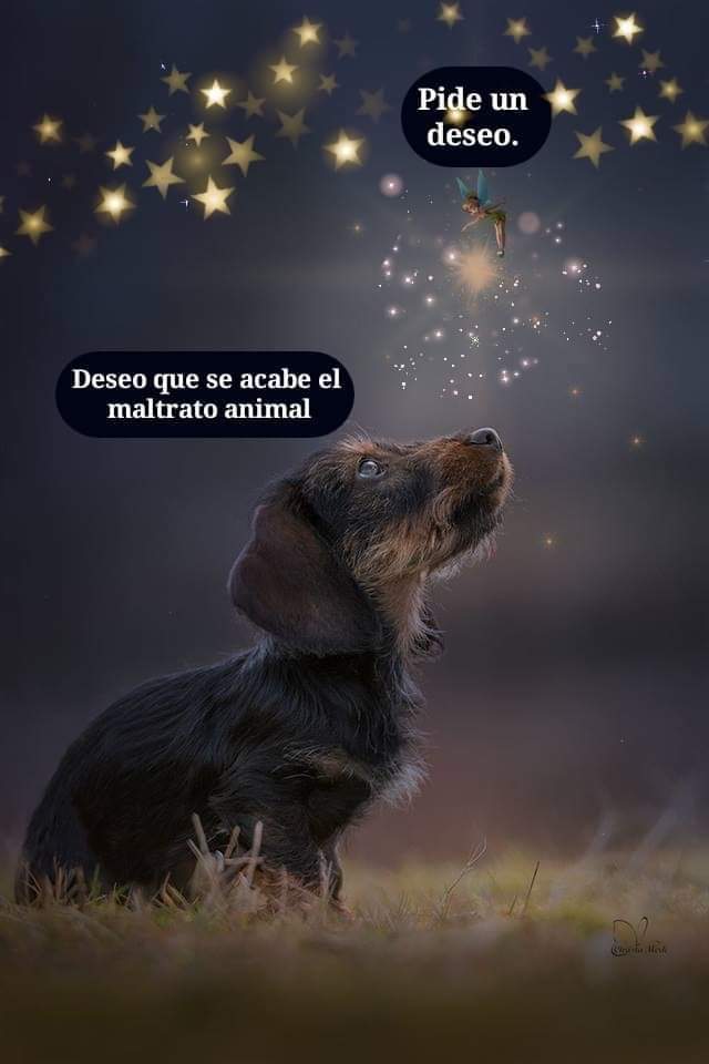 Impulso Pro Animal tweet media