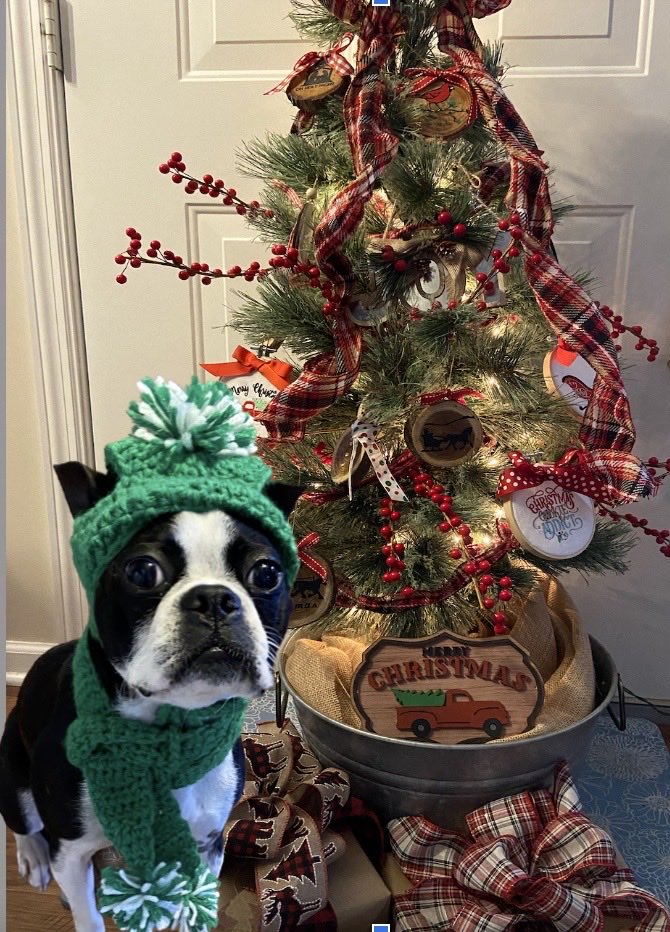 sonya_cam's tweet photo. Daisy Pearl says stay warm and have a merry Christmas 🙂 https://t.co/pMfixtbnob