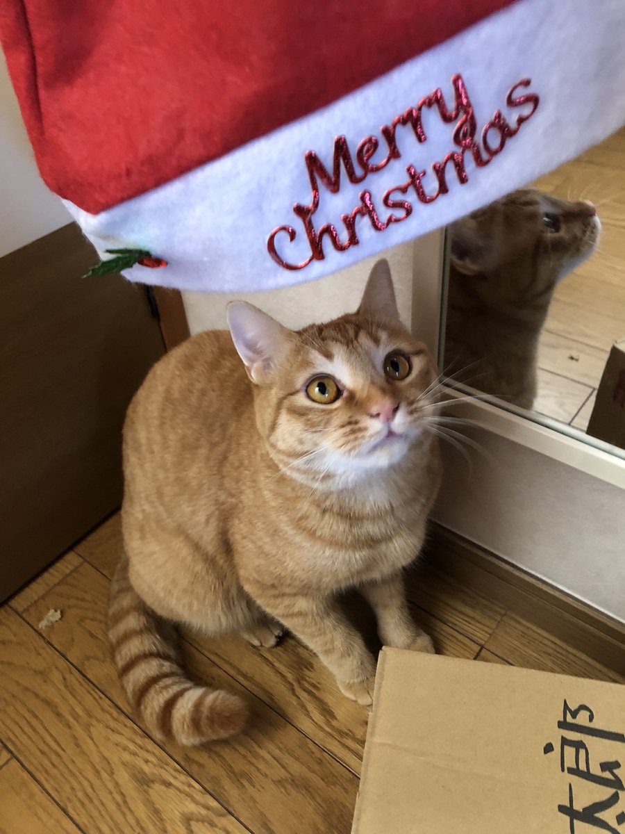 scratchcat76's tweet photo. My茶ンタクロース🐈🎅🏾🐾 https://t.co/hHjD4XpiXV
