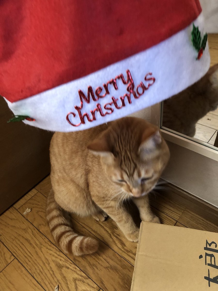 scratchcat76's tweet photo. My茶ンタクロース🐈🎅🏾🐾 https://t.co/hHjD4XpiXV