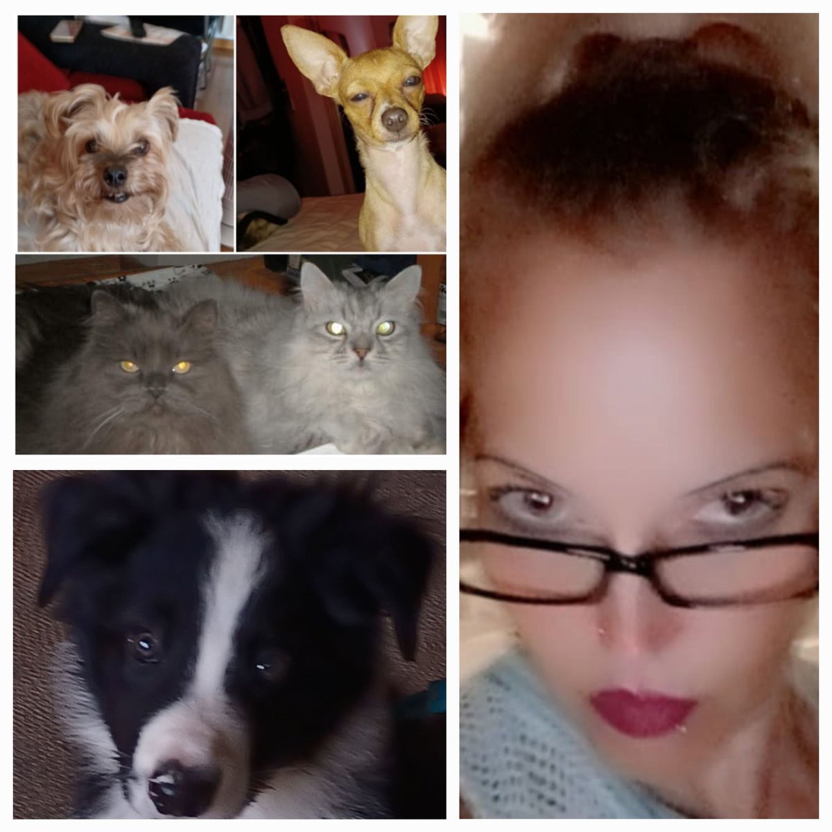 PAQUIMORO's tweet photo. @Paquitina40 @diocles99 @AM0LasMascotas @pupimernes_ @TwitterEspana la familia creceee https://t.co/CIQRQJnoFe