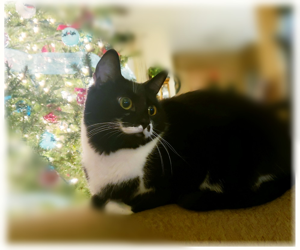 JoeDeb8's tweet photo. Our Misa Misa Meow Meow
#CatsOfTwitter https://t.co/9WIBwPtsqs