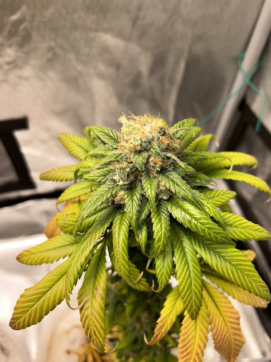 BuschWookieIAM's tweet photo. 🍬 Candyland 🍬 about 80% cloudy still some clear hoping be ready for the 🪓 in a week or so. #Homegrown #CannabisCommunity https://t.co/vfv5cZlkj9