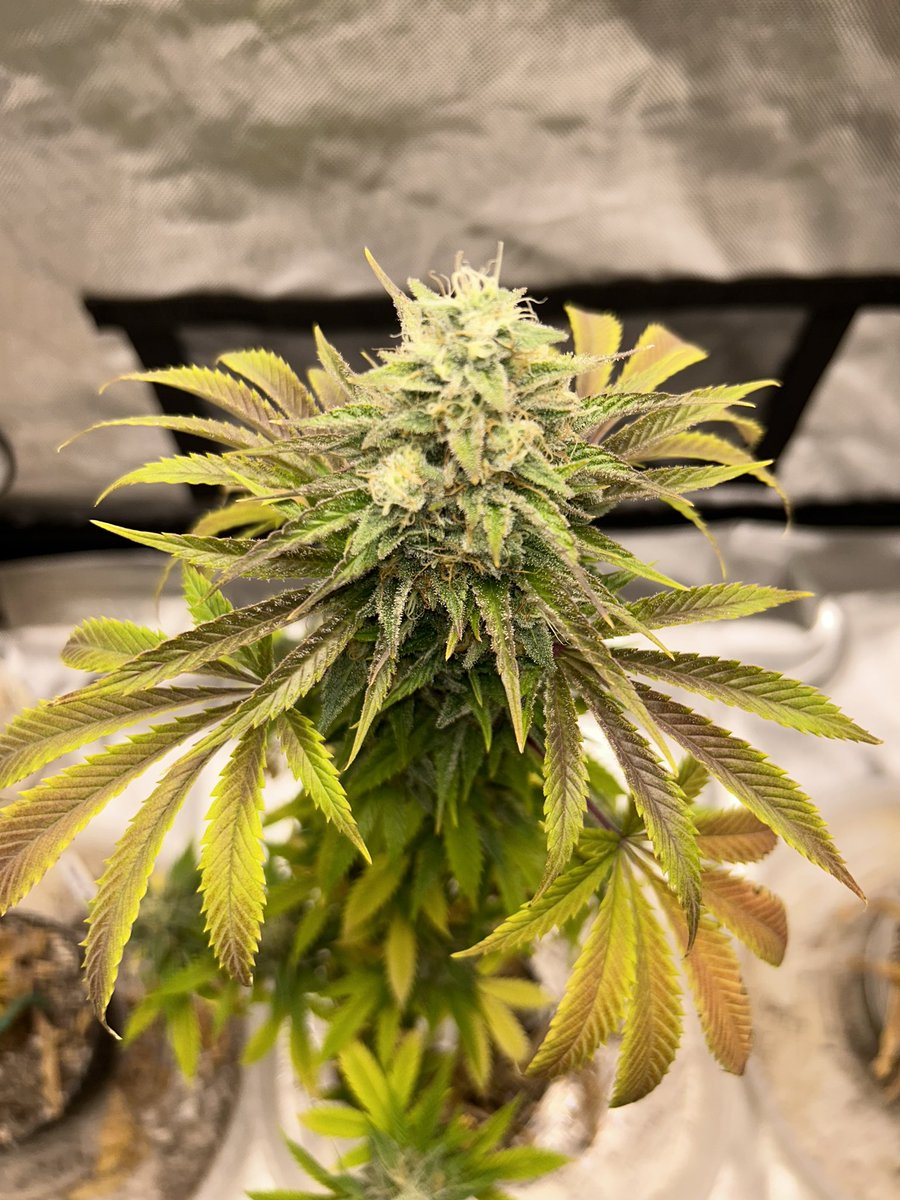 BuschWookieIAM's tweet photo. 🍬 Candyland 🍬 about 80% cloudy still some clear hoping be ready for the 🪓 in a week or so. #Homegrown #CannabisCommunity https://t.co/vfv5cZlkj9
