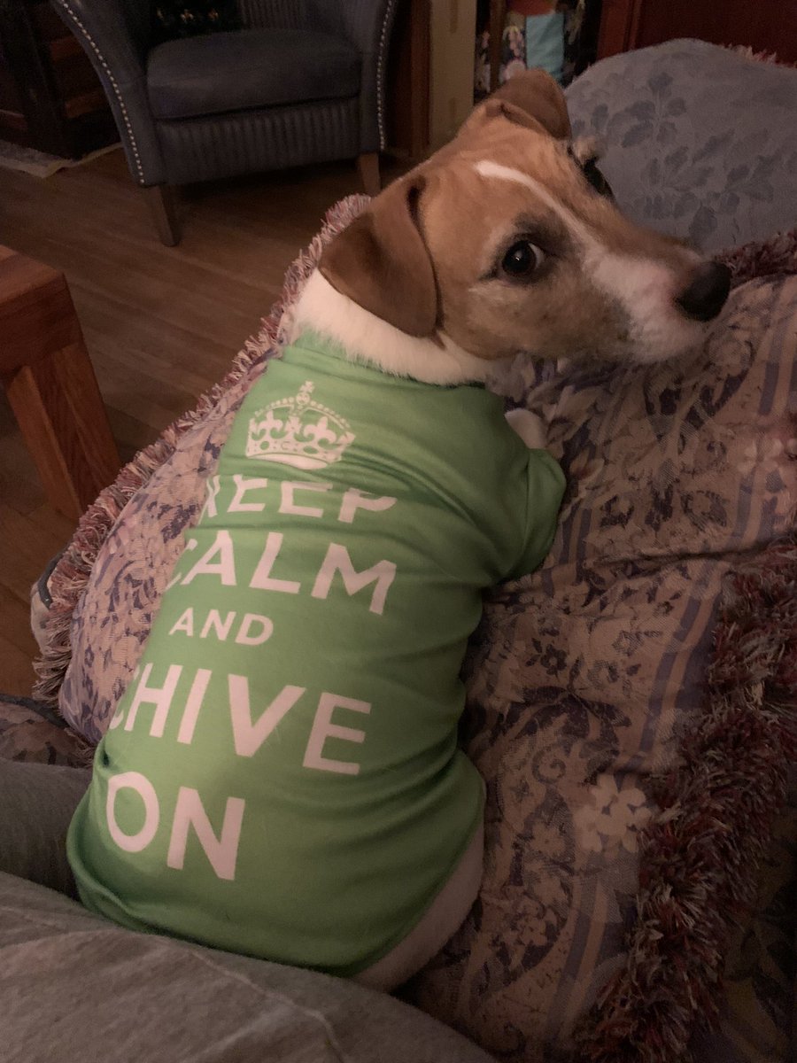 PortlandChive's tweet photo. Gidget wishes everyone a Merry Christmas Eve Eve! #KCCO #ChiveEverywhere #PortlandChiveDoggos https://t.co/B9AaHY6J3G