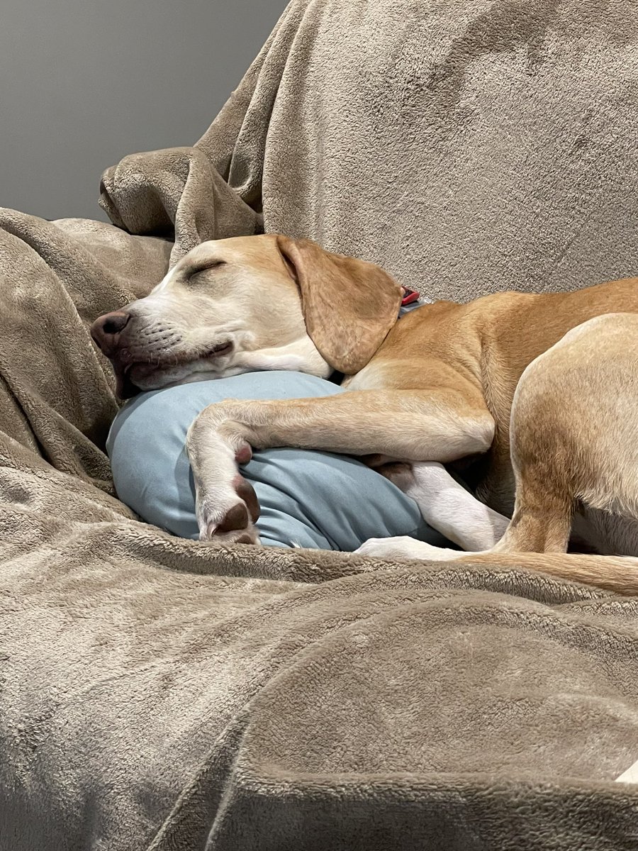 BrownieTurd's tweet photo. Look at Penny cuddling the pillow!! It’s so sweet 🥹. …. And she’s out. #CuddleTurd #GoodNightTurd https://t.co/sOP3bRFEVP