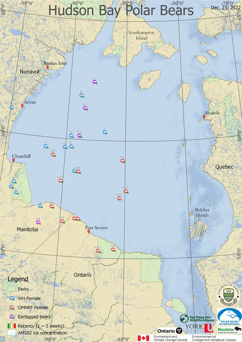 AEDerocher's tweet photo. Hudson Bay polar bears are well spread over the Bay. Here’s wishing them a few hearty &amp; chubby seals this Holiday Season. https://t.co/Ckf2Px0umB