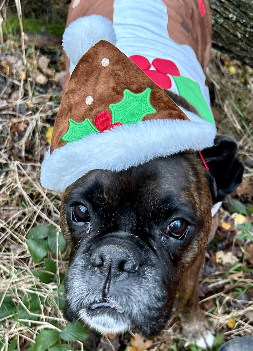 BoxerStanley's tweet image. Merry Christmas everyone! From Stan