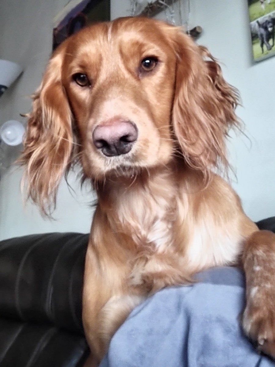 Mrs C's magic settee 🐶🐶🐶🐶🐶🐶🐶🐶🐶🐶🐈‍⬛ tweet media