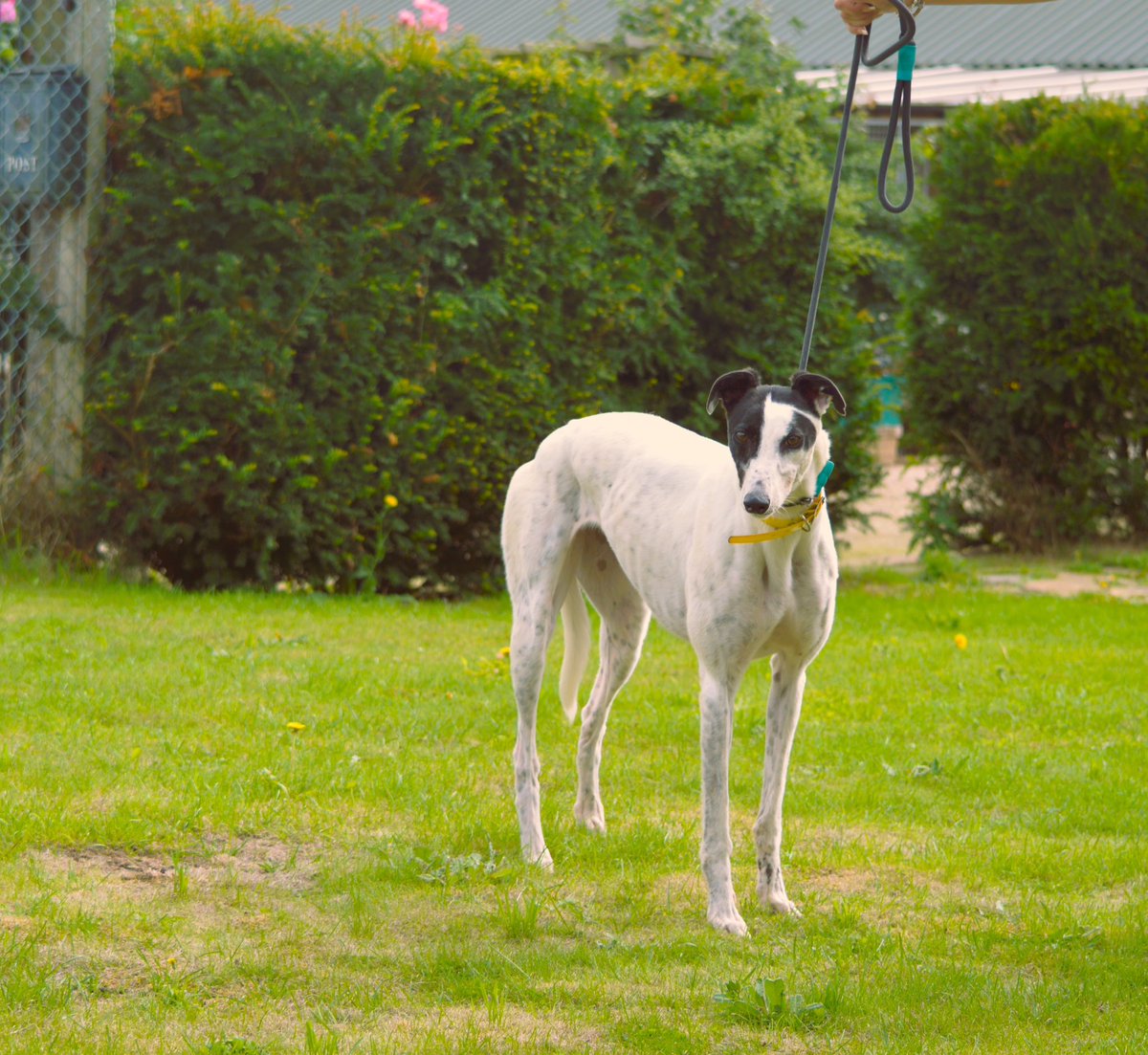 RetGreys_Cbury's tweet photo. Laura is a gorgeous lovable little hound, she’s a quirky girl who is sure to make you smile, she would be best suited as an only dog
Please call the team on 07783 367032 or email info@retiredgreyhoundscanterbury.co.uk
#AdoptDontShop #greyhound
#TeamZay https://t.co/a9PkmgTOf4