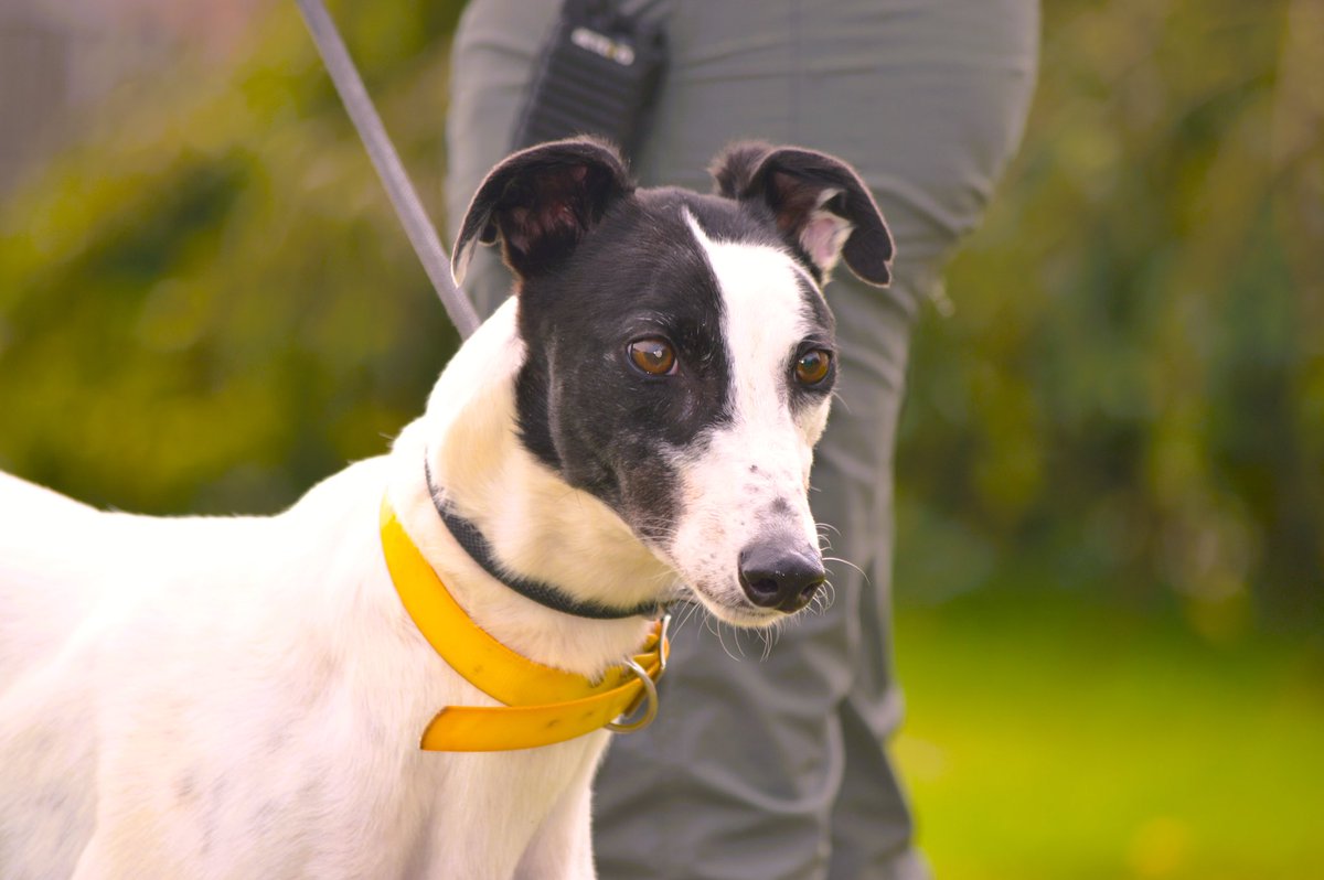 RetGreys_Cbury's tweet photo. Laura is a gorgeous lovable little hound, she’s a quirky girl who is sure to make you smile, she would be best suited as an only dog
Please call the team on 07783 367032 or email info@retiredgreyhoundscanterbury.co.uk
#AdoptDontShop #greyhound
#TeamZay https://t.co/a9PkmgTOf4