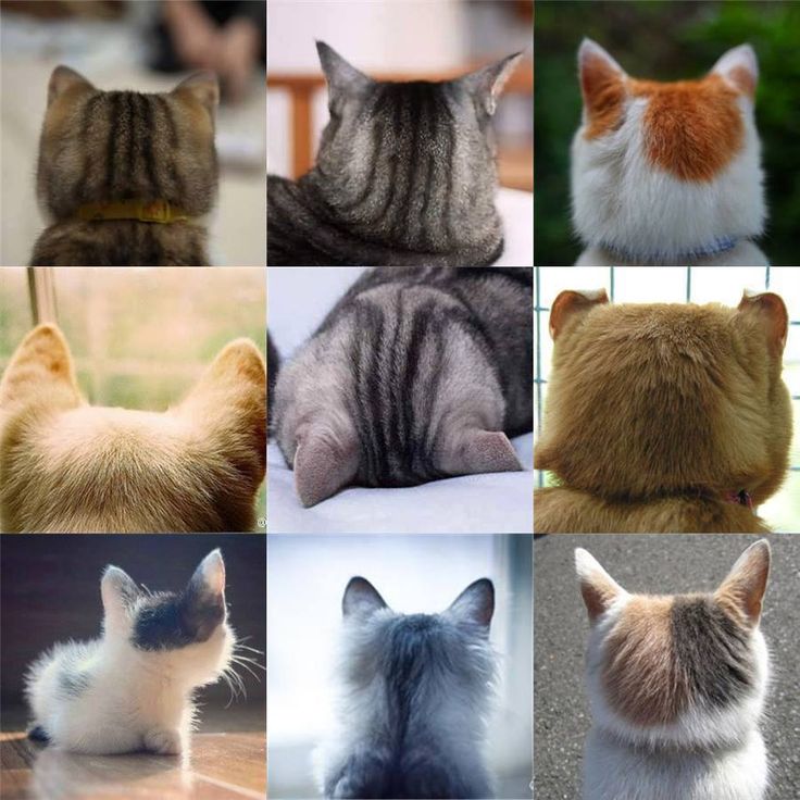 🤩 #gatos #cats #catlovers