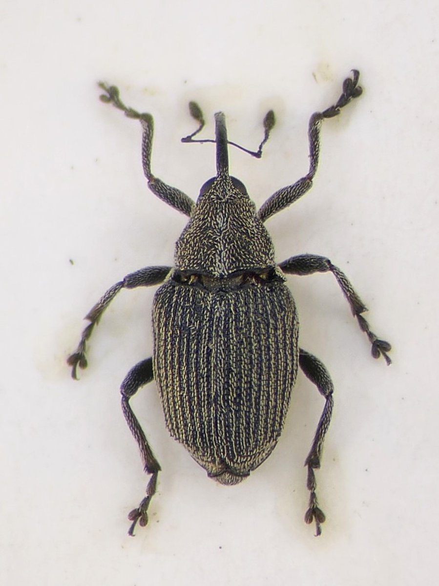 Wil J. Heeney 🤙🏳️🌈🪲🪰🕷🦇 tweet media