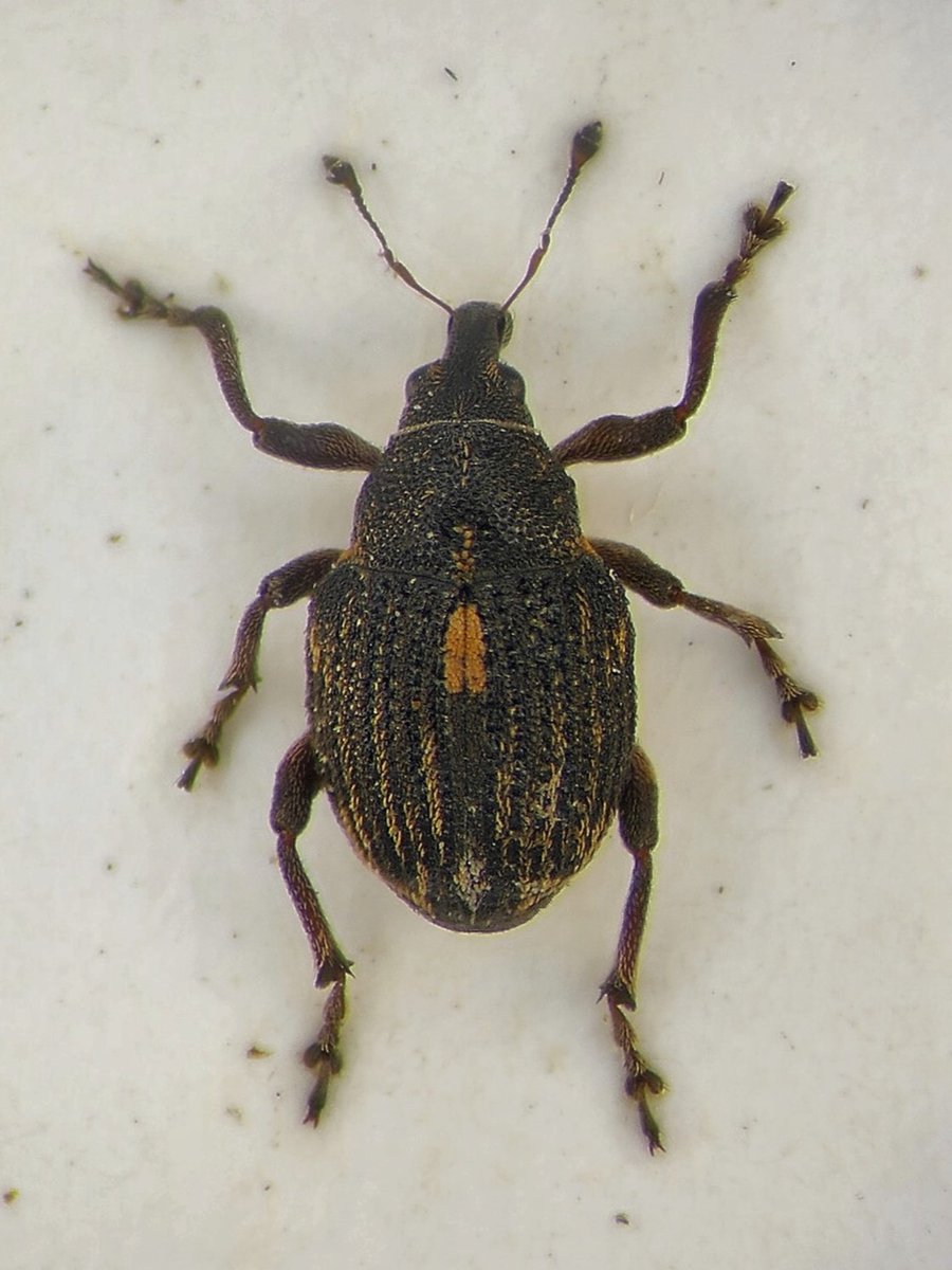 Wil J. Heeney 🤙🏳️🌈🪲🪰🕷🦇 tweet media