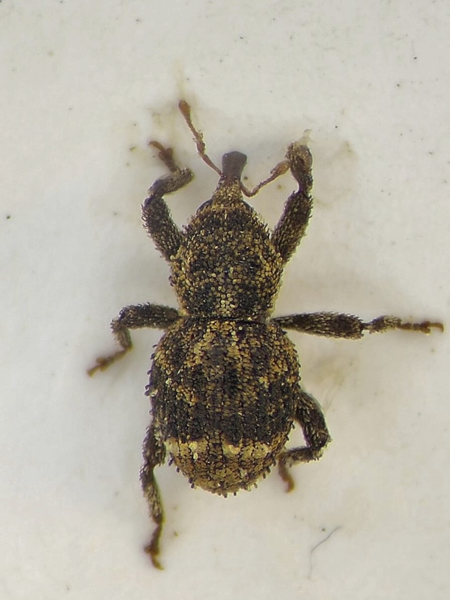 Wil J. Heeney 🤙🏳️🌈🪲🪰🕷🦇 tweet media