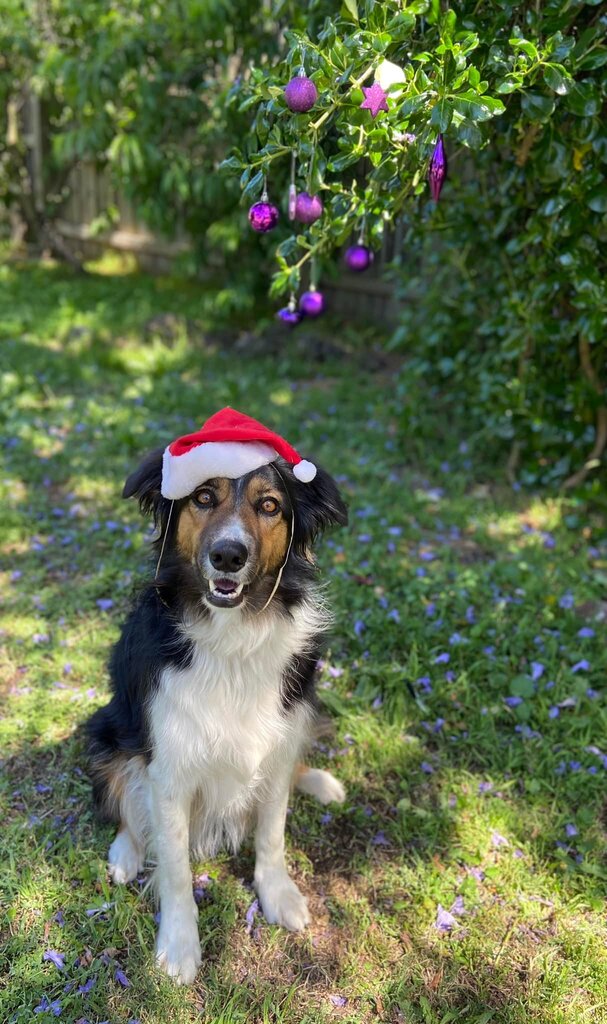 pawsitivedog's tweet photo. https://t.co/CN3dE6Xu9U