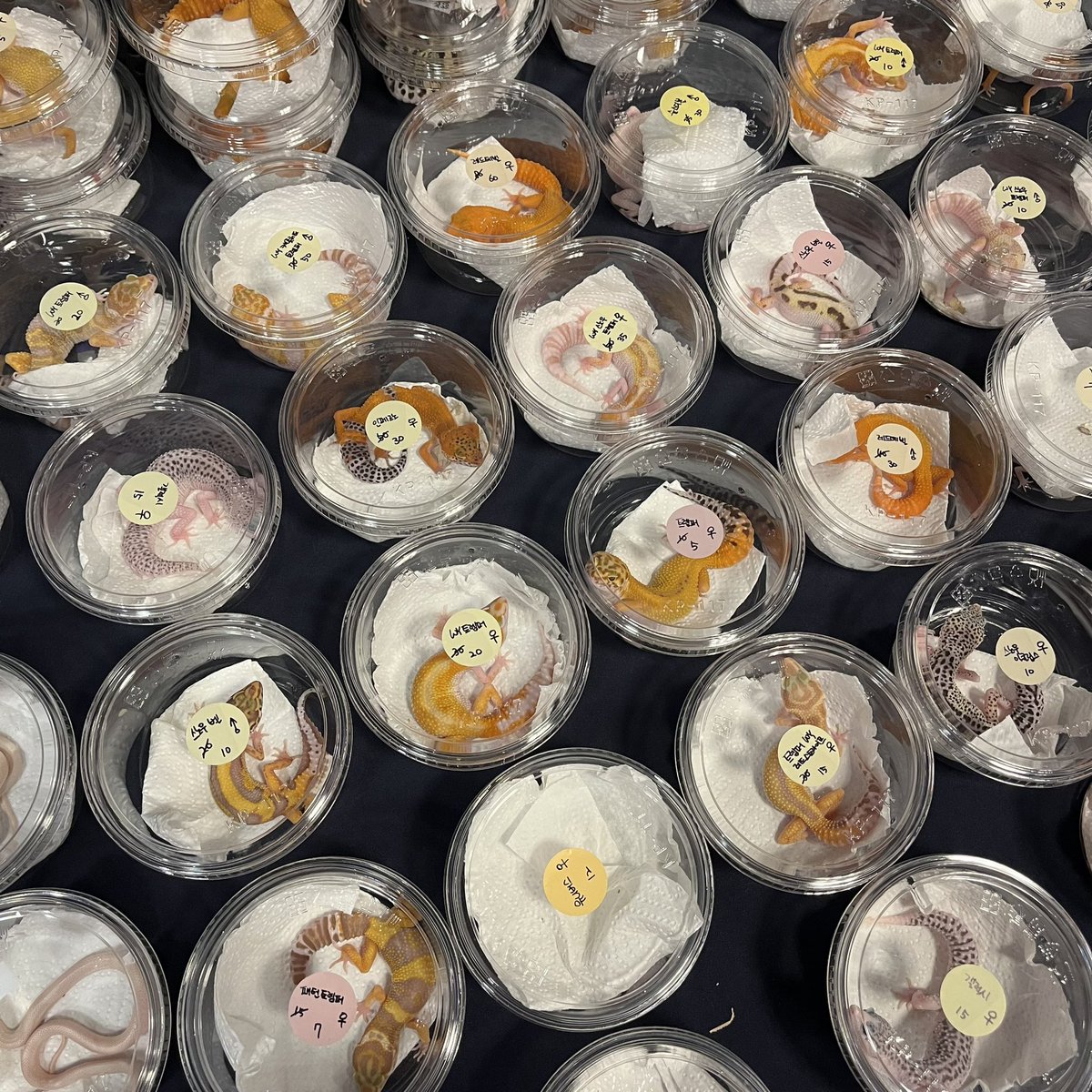 Leopardgecko中古クオリティ卸売可能です。
必要な方はLine:Mygeckoまでご連絡ください。 低価卸売もあります。