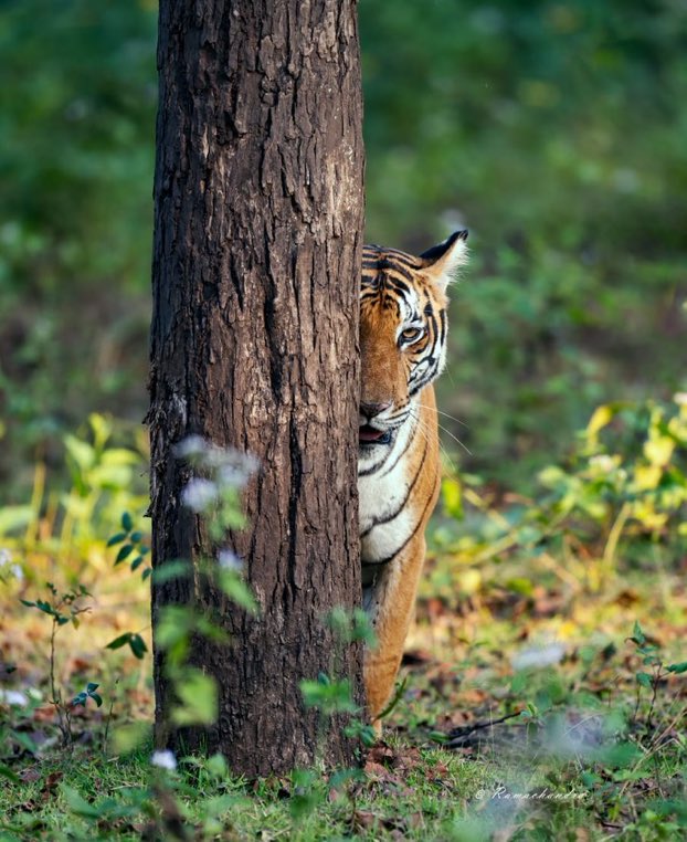 Waarom zouden arme mensen in India de tijger wel moeten beschermen en rijke mensen in de EU de wolf niet?~ Dr Harm van de Veen <a href="/faunabeschermin/">De Faunabescherming</a> 🐅