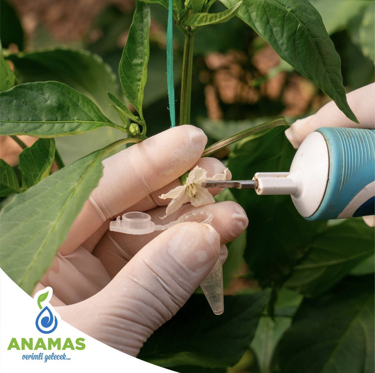 anamastohum's tweet photo. Sebze tohumu üretiminde ilk hedef, genetik saflığı yüksek tohum elde etmektir.
#anamas #tohum #sebze #biber #domates #hıyar #Islah #hibrit #vegetables #agriculture #hybrid #seeds #hybrids #seedsnow #seedscolor #pepper #peppers #tomato #cucumber #greenpepper https://t.co/bLj8ZISqlK