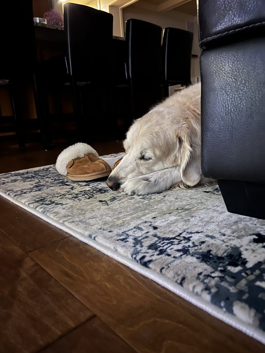 RobertScalise1's tweet photo. My Chewbacca and I went out for his final “walk” of the day. We are surrounded by ice and he wound up on his belly, all for legs slipped before I could do anything. He is sound asleep now. Hoping he can make it up the stairs when he wakes up. #agingdogs is a thing. 😥 https://t.co/Uwduxs0uff