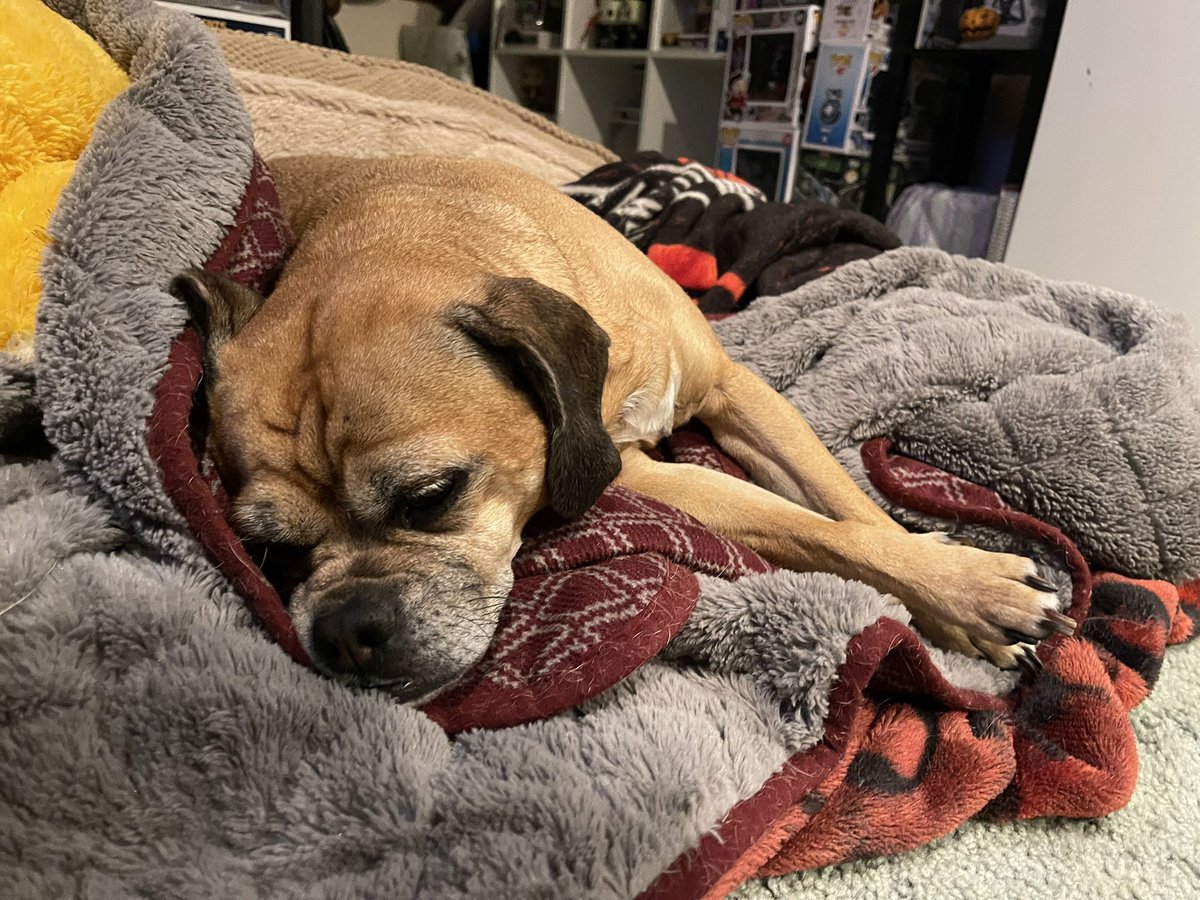 Haven’t slept in roughly 36 hours. Been up with my little girl. Finally she seems to be feeling a little better. Vet has her on a bland diet and gave her some medicine for pain.